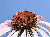 Echinacea flower, timelapse