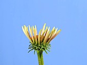 Echinacea flower, timelapse