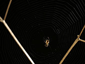 Spider spinning web, timelapse