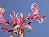 Nerine bowdenii flowers, timelapse