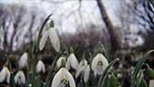 Snowdrops (Galanthus nivalis)