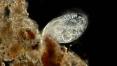 Stylonychia protozoan