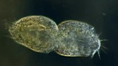 Stylonychia protozoan dividing