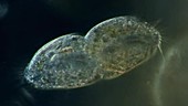 Stylonychia protozoan dividing