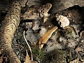 Fly agaric mushroom rotting, timelapse