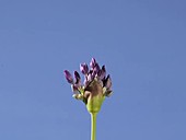 Allium Purple Sensation, timelapse