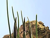 Iris reticulata Pauline, timelapse