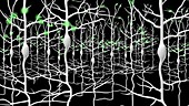 Neuronal network, animation
