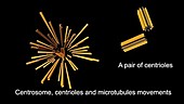 Centrosome and microtubules, animation