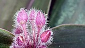 Tradescantia flower, timelapse