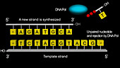 Proofreading by DNA polymerase, animation