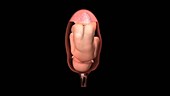 Full-term fetus, animation