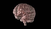 Human Brain, animation