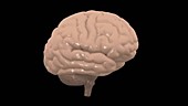 Human Brain, animation