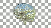 Human Brain, animation