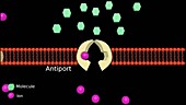Membrane transport, animation
