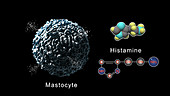 Mastocyte releasing histamine, animation