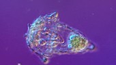 Synchaeta pectinata rotifer