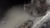 Barnacle cyprid larvae