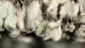 Chewing gum lichen