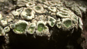 Chewing gum lichen
