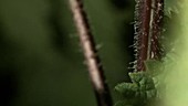 Stinging nettle (Urtica dioica) stem