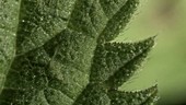 Stinging nettle (Urtica dioica) leaf