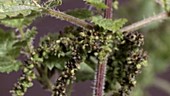 Stinging nettle (Urtica dioica)