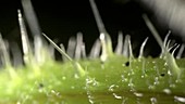 Stinging nettle (Urtica dioica)