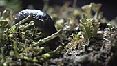 Pixie cup lichen and Slug