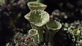 Pixie cup lichen