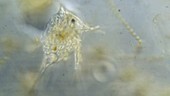 Copepod from plankton
