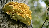 Sulphur shelf mushroom