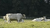 White Park cattle