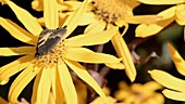 Small tortoiseshell butterfly