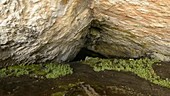 Plants in a cave
