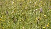 Yellow rattle