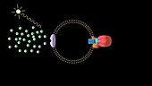 ATP synthase producing ATP, animation