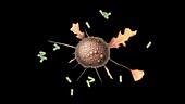 Macrophage engulfing bacteria, animation