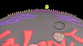 Phagocytosis, animation