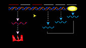 Lac operon transcription, animation