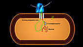 Protein glycosylation, animation