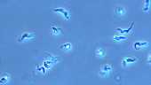 Trypanosoma brucei parasites