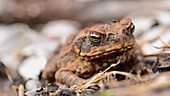 Cane toad, close-up