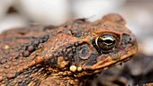 Cane toad, close-up