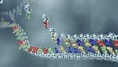 DNA replication, animation