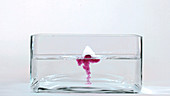 Rubidium reacting with water, high-speed