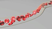 Red blood cells, animation