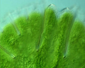 Green algae, light micrograph