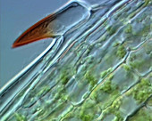 Waterweed cells, light micrograph